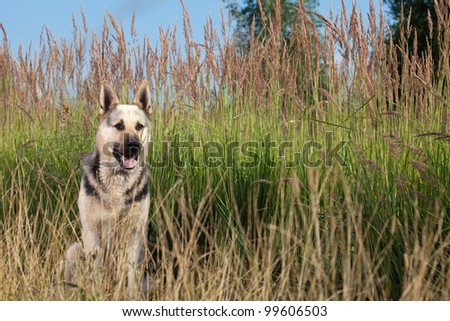 Alsatian dog at field. Summer.