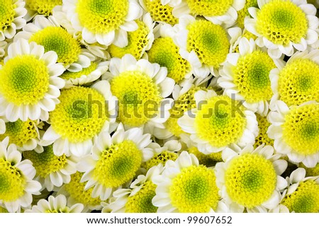 Background of chrysanthemum or golden-daisy flowers