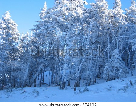 Blue ice trees