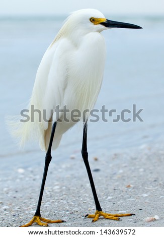 Snowy egret, Egretta thula, standing on the sandy beach of Sanibel Island, Florida.