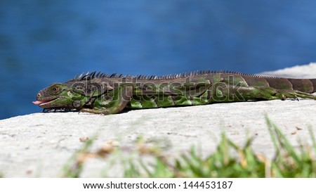 Green Iguana, Iguanidae,  showing its tongue, Fort Lauderdale, Florida