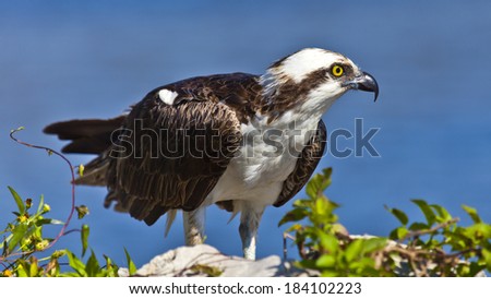 Osprey, Sea Hawk (Pandion cristatus) perching, portrait