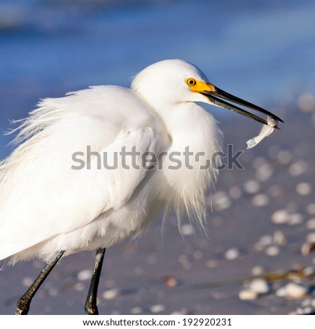 Snowy egret with fish, Sanibel Island, Florida