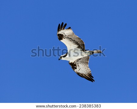Osprey (Sea Hawk) in flight against blue sky