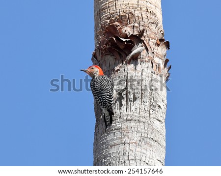 Red-bellied Woodpecker, Melanerpes carolinus, on a palm trank