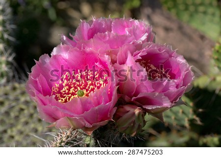 Cactus (Opuntia phaecantha) with three blossoms in evening mood