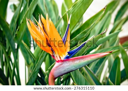 Colorful, exotic Strelitzia flower -  bird of paradise flower, outside in the garden
