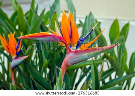 Colorful, exotic Strelitzia flower -  bird of paradise flower, outside in the garden