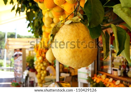 Large thick-skinned ripe yellow lemon