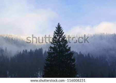 Snow-capped fir trees, illuminated by the setting sun