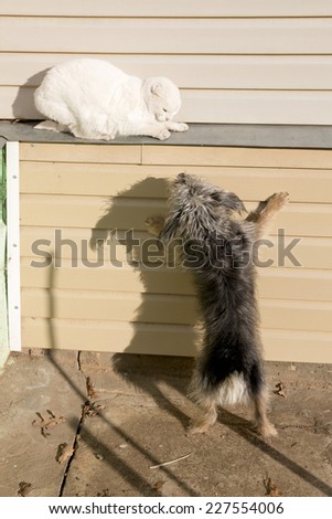 Dog attacks cat