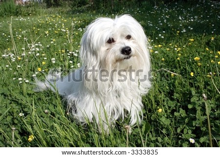 Uncommon Breed Of Dog Coton De Tulear Stock Photo 33338