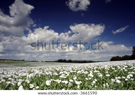 field of poppy seed flowers under clouds