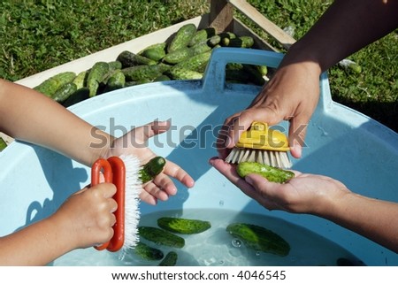 washing gherkins in big basin