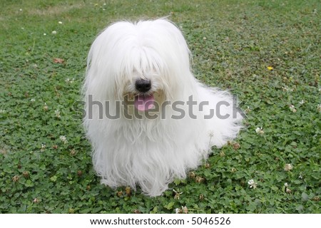 Uncommon Breed Of Dog Coton De Tulear Stock Photo 50465