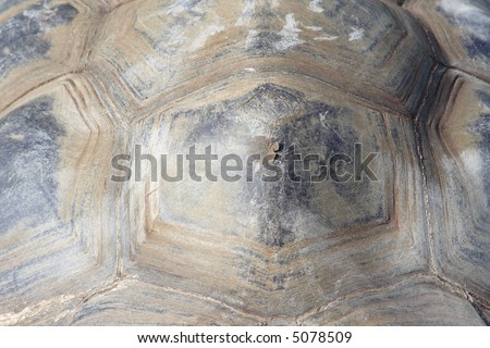 photo of a turtle texture