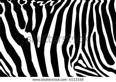 stock vector vector zebra