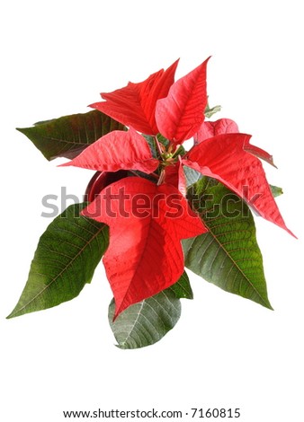 Christmas Flowers on Poinsettia Border From Christmas Flowers Poinsettia Euphorbia Find