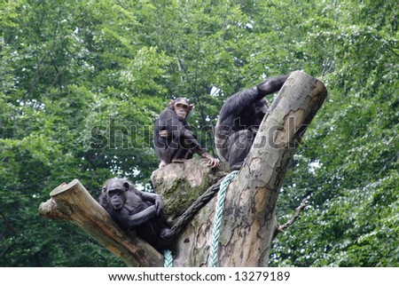 chimpanzee  family on top of tree
