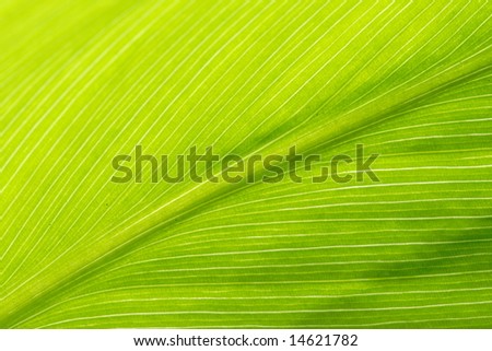 Green leaf texture - close up