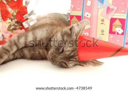 Sleeping little cat after birthday party