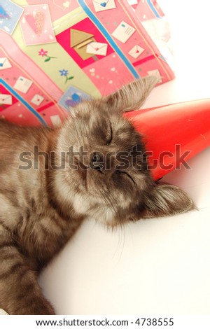 Sleeping little cat after birthday party
