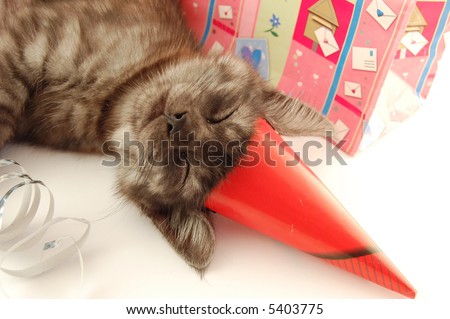 Little cat sleeping after party