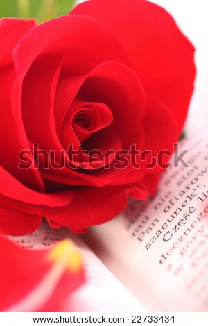 Red rose on book