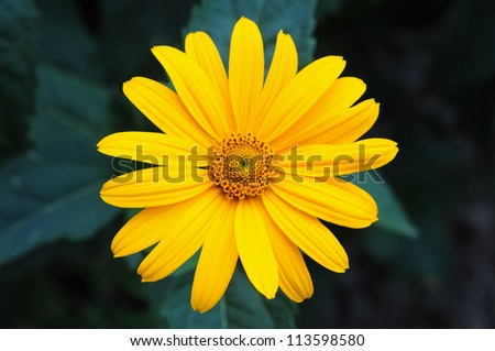 The yellow flower Sunflower plant Heliopsis lat Heliopsis helianthoides.