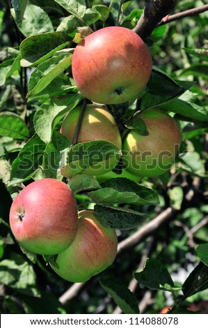 The fruits of apple trees growing on the tree. Red and green apples. Natural products.