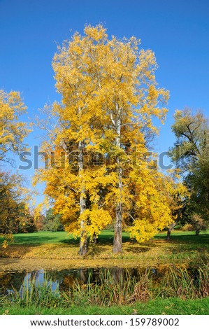 Two autumn aspen tree in the park. Alexandria Park, the city of Bila Tserkva, Kiev region, Ukraine.