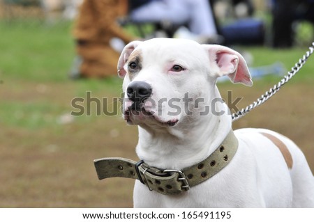 American Staffordshire Terrier. American Pit Bull Terrier. Dog.