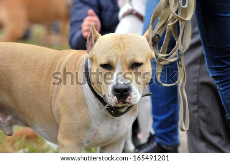 American Staffordshire Terrier. American Pit Bull Terrier. Dog.