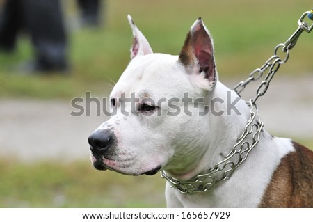 American Staffordshire Terrier. American Pit Bull Terrier.