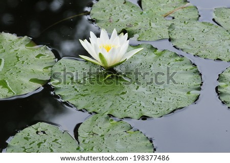 Nymphaea.Nymphaea is a genus of hardy and tender aquatic plants in the family Nymphaeaceae.Water-lily.