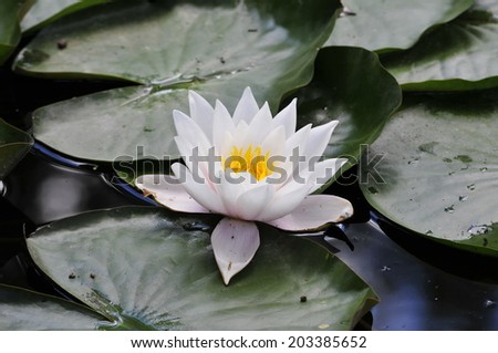 Nymphaea.Nymphaea is a genus of hardy and tender aquatic plants in the family Nymphaeaceae.Water- lily.