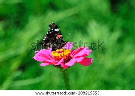 Red Admiral (Vanessa atalanta).Butterflies of the family Nymphalidae. The butterfly sits on a flower zinnia.