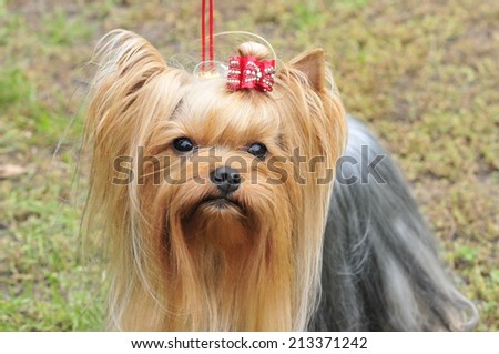 Yorkshire terrier.The Yorkshire Terrier is a small dog breed of terrier type, developed in the 19th century in the county of Yorkshire, England.