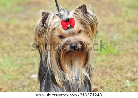 Yorkshire terrier.The Yorkshire Terrier is a small dog breed of terrier type, developed in the 19th century in the county of Yorkshire, England.
