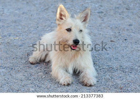 Mongrel dog resembling the breed Cairn Terrier.The Cairn Terrier is one of the oldest of the terrier breeds, originating in the Scottish Highlands.