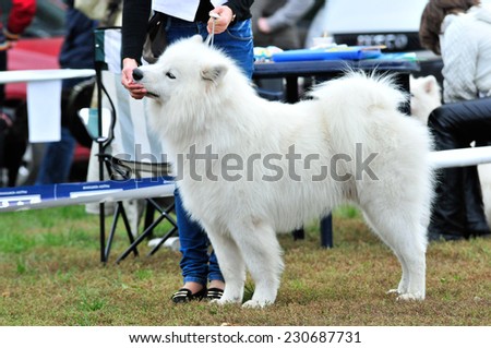 Samoyed dog. The Samoyed is a breed of dog that takes its name from the Samoyedic peoples of Siberia. Dog Show Ukraine.