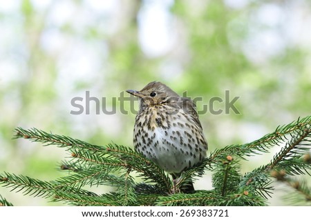 The song thrush (Turdus philomelos) is a thrush that breeds across much of Eurasia. It has brown upperparts and black-spotted cream or buff underparts and has three recognised subspecies.