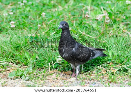 Pigeon. Dove.The large bird genus Columba comprises a group of medium to large stout-bodied pigeons, often referred to as the typical pigeons.