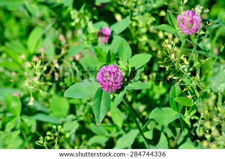 Red clover (lat. Trifolium pratÃ©nse) - a plant of the genus clover (Trifolium), the legume family (Fabaceae), subfamily butterfly (Faboideae).