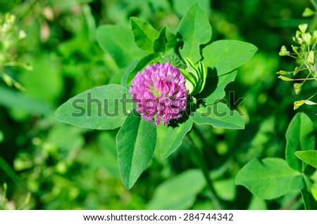 Red clover (lat. Trifolium pratÃ©nse) - a plant of the genus clover (Trifolium), the legume family (Fabaceae), subfamily butterfly (Faboideae).
