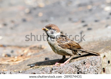 The Eurasian tree sparrow (Passer montanus) is a passerine bird in the sparrow family with a rich chestnut crown and nape, and a black patch on each pure white cheek. Young bird, chick.