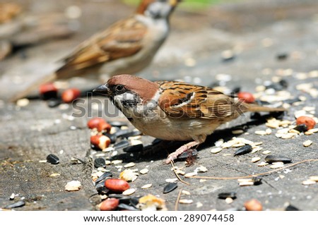 The Eurasian tree sparrow (Passer montanus) is a passerine bird in the sparrow family with a rich chestnut crown and nape, and a black patch on each pure white cheek.