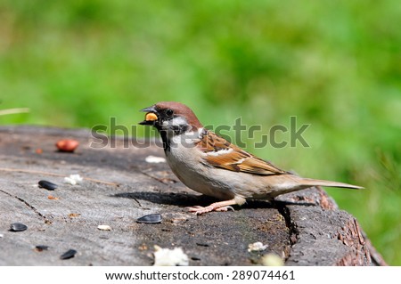 The Eurasian tree sparrow (Passer montanus) is a passerine bird in the sparrow family with a rich chestnut crown and nape, and a black patch on each pure white cheek.