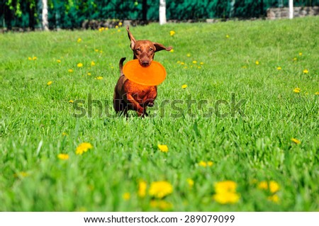 Dog breed standard smooth-haired dachshund. The dog is running. Dachshund brings in its mouth a boomerang and flying saucer.