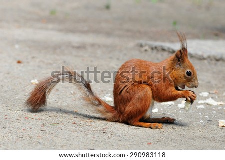 Squirrel - a rodent of the squirrel family. The only representative of the kind of protein in the fauna of Russia.Squirrel in June in the process molting.